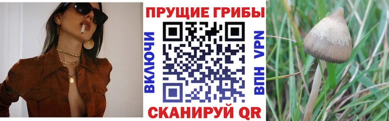 Псилоцибиновые грибы Psilocybine cubensis  купить   Дедовск 