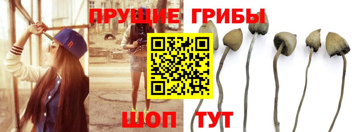 Псилоцибиновые грибы мицелий  Дедовск 